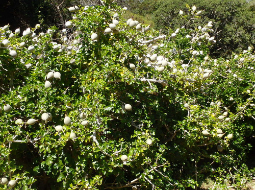 Kirstenbosch National Botanical Garden.